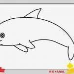 Zeichnen Anfänger Vorlagen Best Of Delfin Zeichnen Schritt Für Schritt Für Anfänger &amp; Kinder