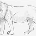 Zeichnen Anfänger Vorlagen Einzigartig Einen Löwen Zeichnen Lernen