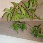 Zeichnen Anfänger Vorlagen Elegant Zeichnen Lernen Vorlagen Anfänger Schön Blattvorlagen