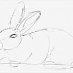 Zeichnen Anfänger Vorlagen Genial Kaninchen Zeichnen