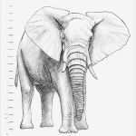 Zeichnen Anfänger Vorlagen Gut Einen Elefant Malen &amp; Zeichnen
