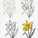 Zeichnen Anfänger Vorlagen Hübsch Die Besten 17 Ideen Zu Blumenzeichnungen Auf Pinterest