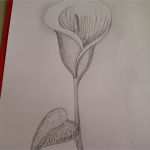 Zeichnen Anfänger Vorlagen Schönste Calla Zeichnen Blume Zeichnen Zeichnen Lernen Für