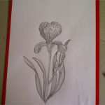 Zeichnen Anfänger Vorlagen Wunderbar Iris Blume Zeichnen Iris Malen Zeichnen Lernen Für