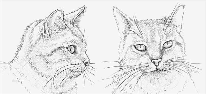 66 Best Of Zeichnen Lernen Vorlagen Anfänger Modelle 2 Ein Katzenporträt zeichnen lernen