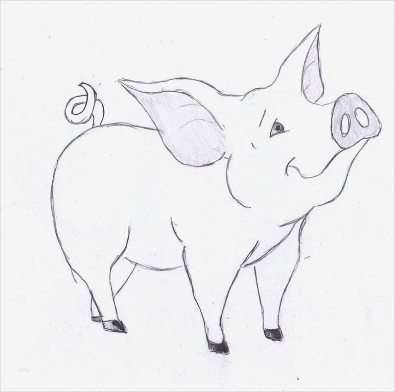 Zeichnen Vorlagen Angenehm Ein Schwein Zeichnen Lernen Dekoking Diy Bastelideen