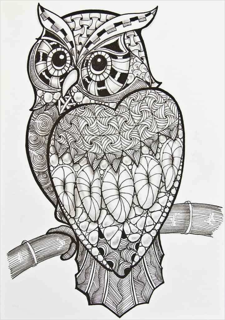 Zentangle Vorlagen Zum Ausmalen Neu Zentangle Vorlage Eule Zum Ausmalen Umriss Von sophia