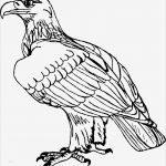 Adler Schnitzen Vorlagen Fabelhaft Adler Sitzend Ausmalbild & Malvorlage Tiere