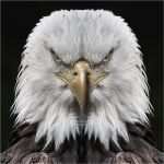 Adler Schnitzen Vorlagen Fabelhaft Bilder Thread Seite 6483 Allmystery