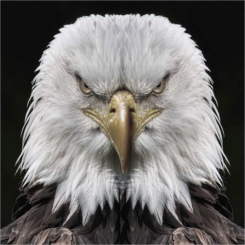 Adler Schnitzen Vorlagen Fabelhaft Bilder Thread Seite 6483 Allmystery