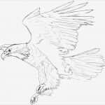 Adler Schnitzen Vorlagen Wunderbar Tier Abc A Wie Adler Adler Zeichnen Und Malen Lernen