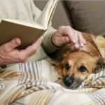 Biografiearbeit Mit Alten Menschen Vorlagen Elegant Hunde Für Alte Menschen Welche Eignen Sich Am Besten