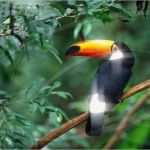 Briefmarke Vorlage Photoshop Fabelhaft Pixel Creation Suite Für Mac Download