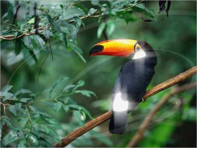 Briefmarke Vorlage Photoshop Fabelhaft Pixel Creation Suite Für Mac Download