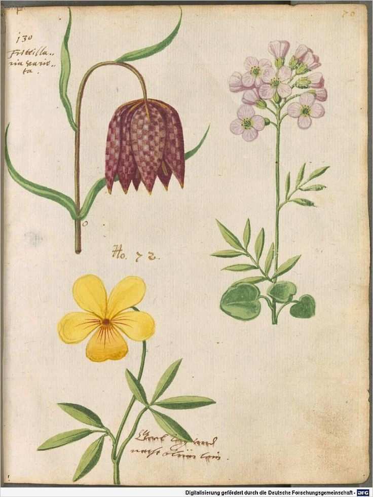 Bsb Etiketten Vorlagen Best Of Die Besten 25 Vintage Botanische Illustration Ideen Auf