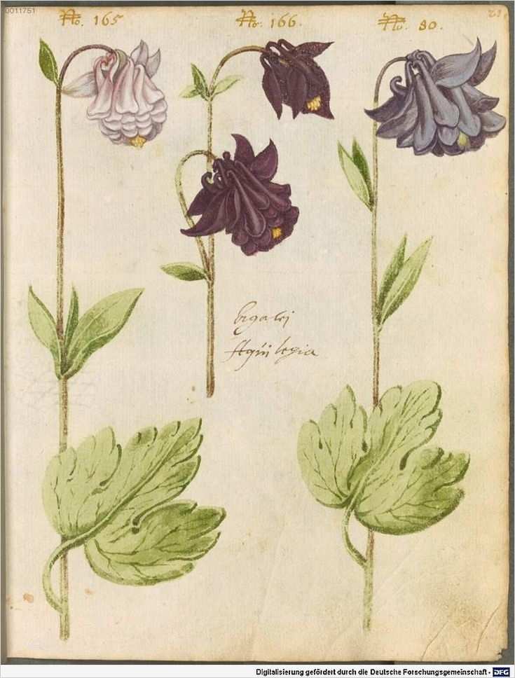 Bsb Etiketten Vorlagen Luxus 703 Besten Alte Und Neue Kalenderblaetter Bilder Auf