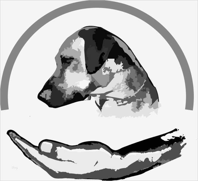 Buchführung Verein Vorlagen Neu Workshop Zur Vermittlung Von Hunden