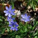 Buchung Ferienwohnung Vorlage Elegant Dsc 0062 Textag Group Webdesign & Werbung Rügen