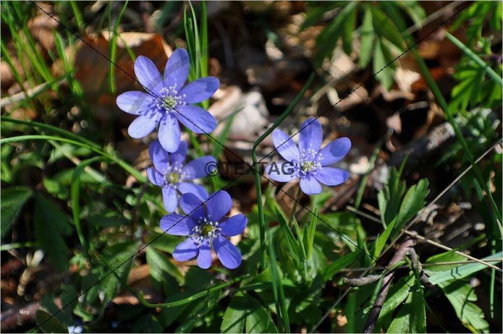 Buchung Ferienwohnung Vorlage Elegant Dsc 0062 Textag Group Webdesign & Werbung Rügen