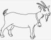 Corel Draw Vorlagen Kostenlos Runterladen Fabelhaft Schöne Ausmalbilder Malvorlagen Ziege Ausdrucken 1