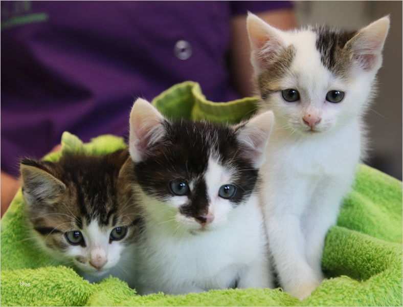 Danke Für Spende Vorlage Cool Spenden Katzenschutz Bonn Rhein Sieg Ev