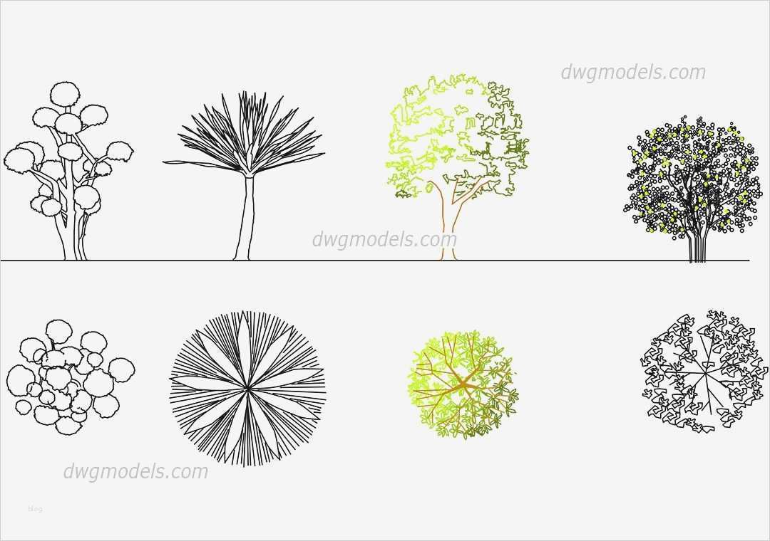 Dwg Vorlagen Für Autocad Best Of ornamental Trees Cad Blocks Free Dwg File