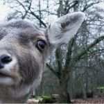 Ferienwohnung Hausordnung Vorlage Erstaunlich Ferienwohnung Harz­frische – Hausordnung