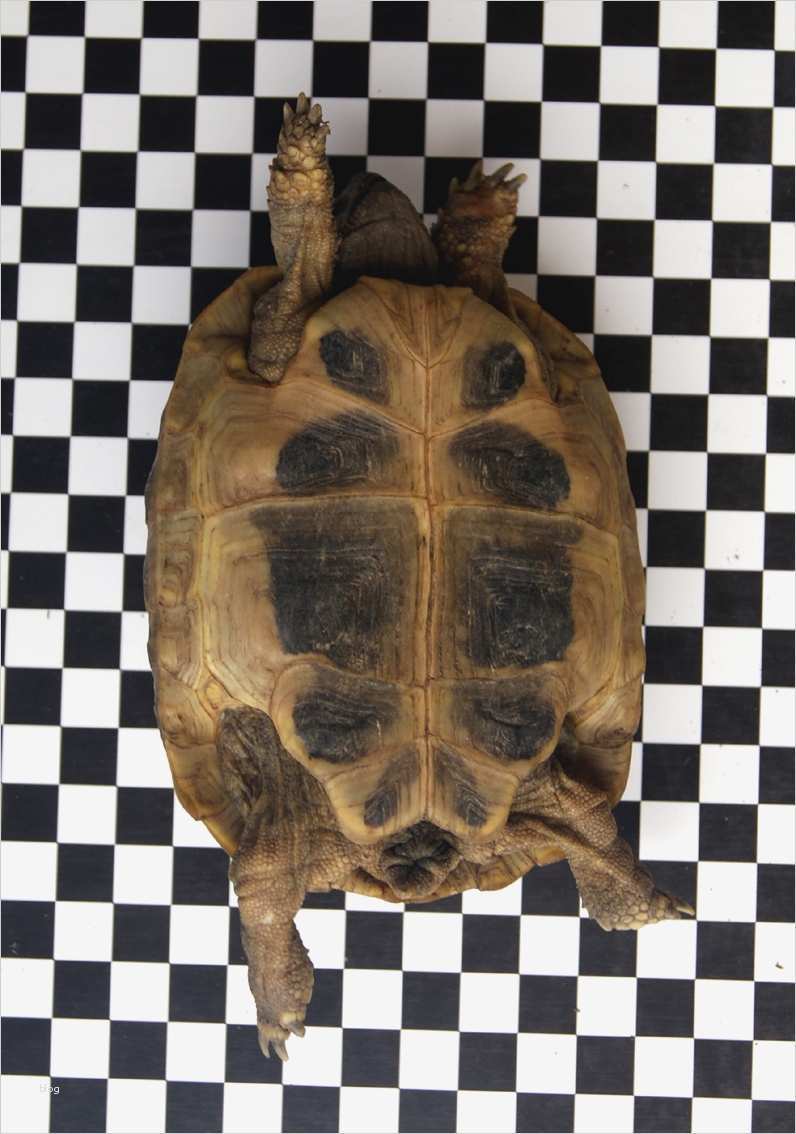 Fotodokumentation Vorlage Word Beste Focus Österreich Eu Bescheinigung Fotodokumentation