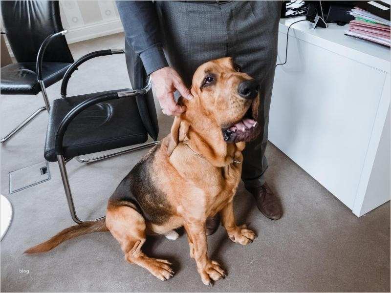 Geld Leihen Schriftlich Festhalten Vorlage Wunderbar Regeln Rund Um Den Bürohund Schriftlich Festhalten