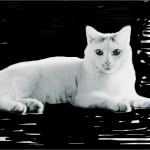 Gimp Visitenkarten Vorlage Einzigartig Fantasie Wettbewerb "katzen" Gimp Werkstatt