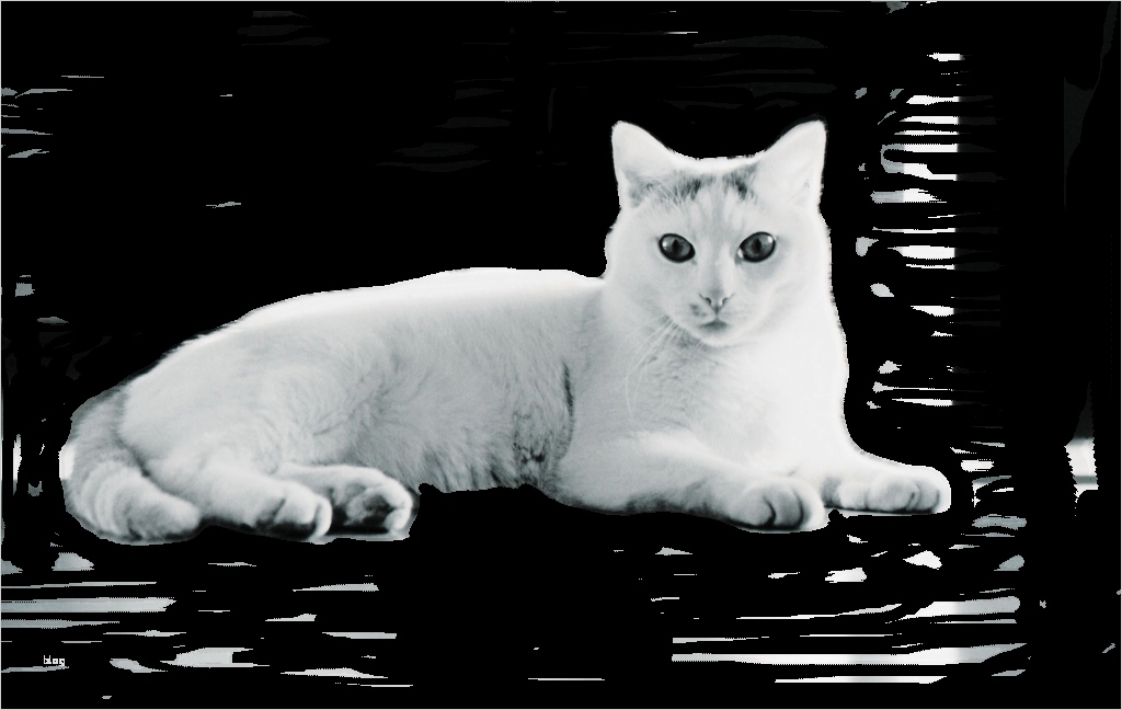 Gimp Visitenkarten Vorlage Einzigartig Fantasie Wettbewerb "katzen" Gimp Werkstatt