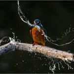 Gimp Visitenkarten Vorlage Neu Brushes Und Pinsel Für Shop & Gimp Wasserbilder