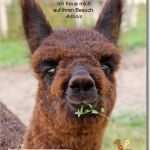 Gutschein Picknick Vorlage Cool Gutschein Picknick Alpakaweide