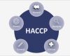 Haccp Entscheidungsbaum Vorlage Best Of Haccp Konzept Gastronomie – Hygienekonzept Für Ein