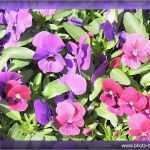 Homepage Vorlagen Kostenlos Gewerblich Best Of Homepage Vorlagen Download Kostenlos Filesphere