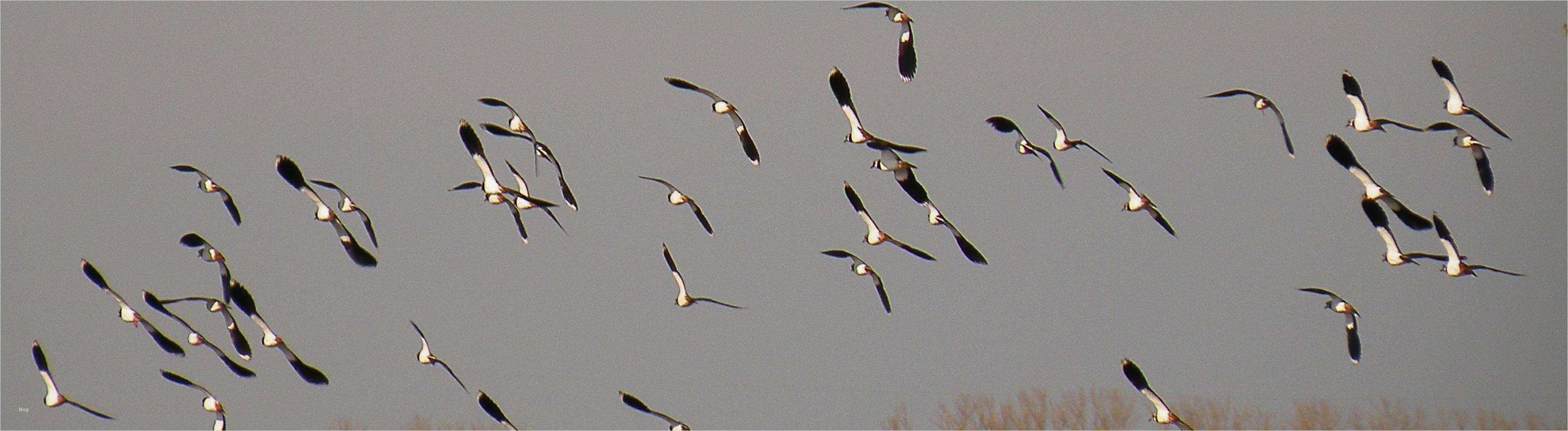 Html Startseite Vorlage Angenehm Nabu HTML Vorlage Startseite