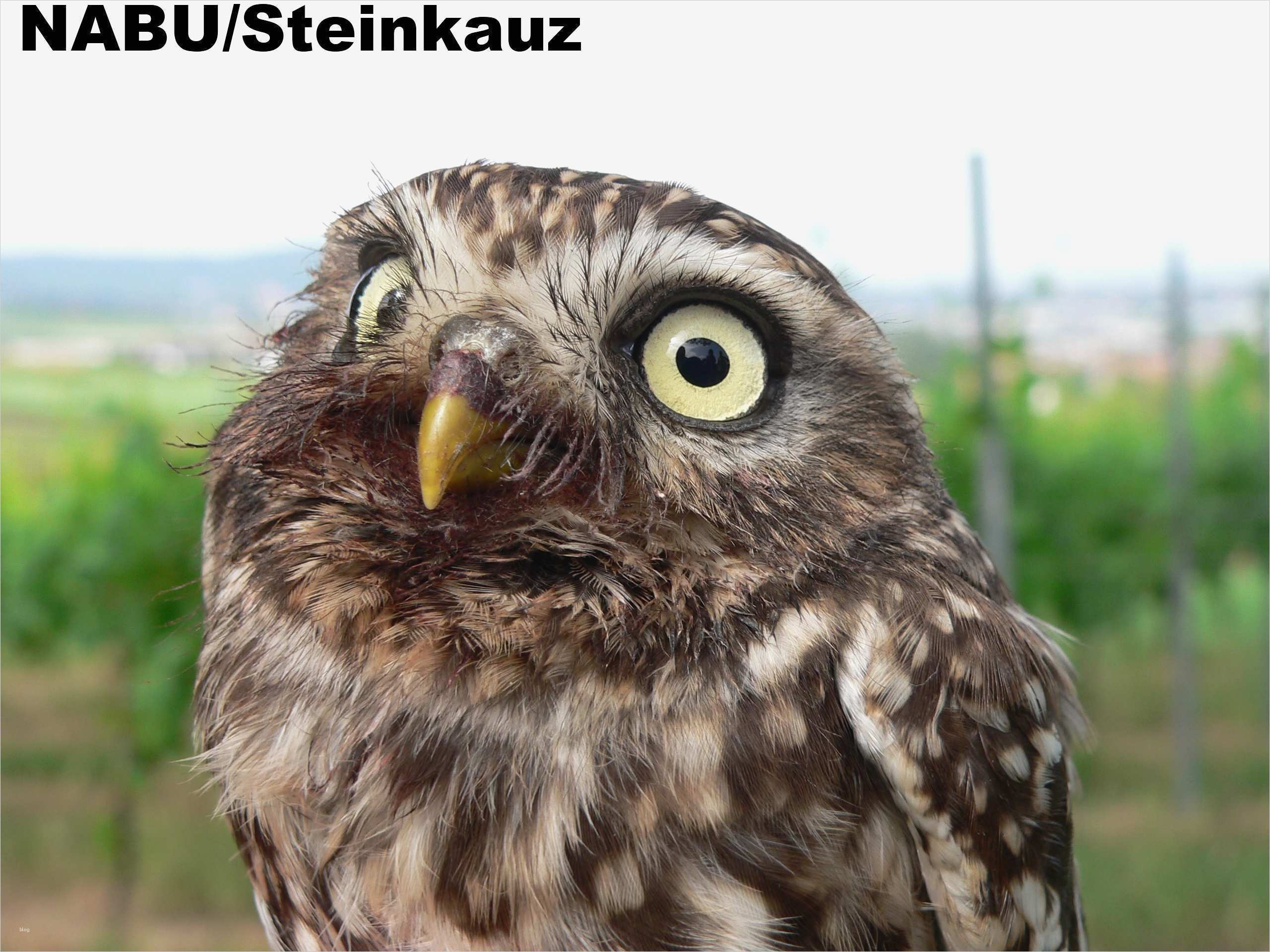 Html Startseite Vorlage Cool Nabu HTML Vorlage Startseite