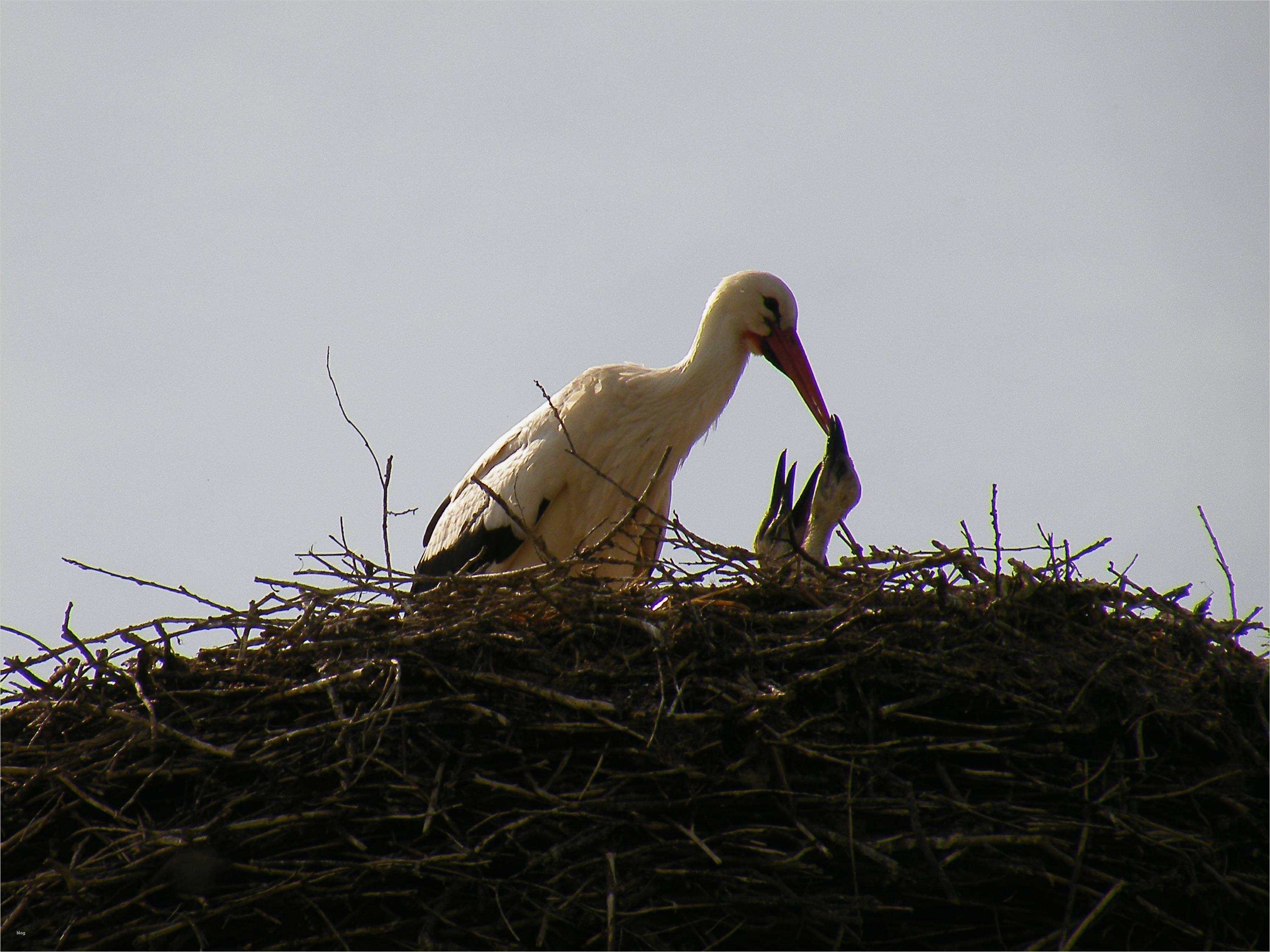 Html Startseite Vorlage Einzigartig Nabu HTML Vorlage Startseite