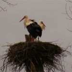 Html Startseite Vorlage Einzigartig Nabu HTML Vorlage Startseite