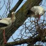 Html Startseite Vorlage Elegant Nabu HTML Vorlage Startseite