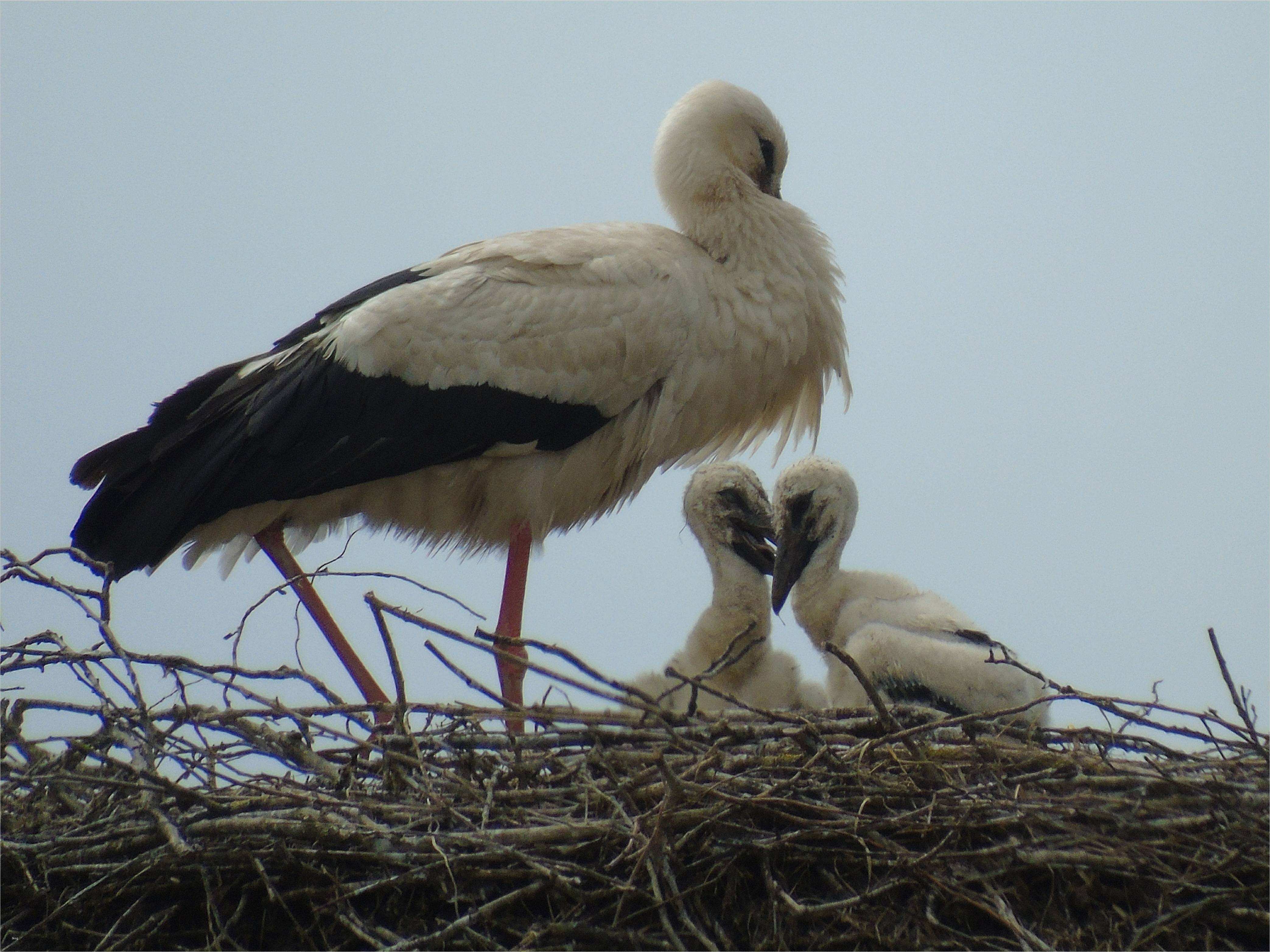 Html Startseite Vorlage Erstaunlich Nabu HTML Vorlage Startseite