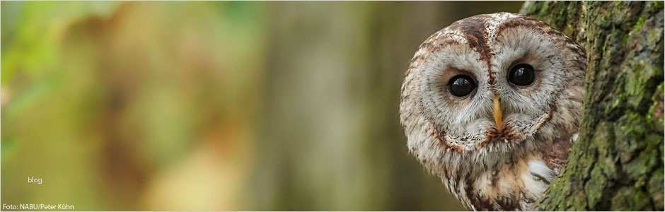 Html Startseite Vorlage Luxus Nabu HTML Vorlage Startseite