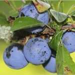 Html Startseite Vorlage Wunderbar Nabu HTML Vorlage Startseite