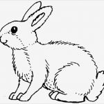 Kaninchen Zuchtbuch Vorlage Erstaunlich Ausmalbilder Kaninchen
