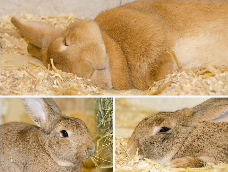 Kaninchen Zuchtbuch Vorlage Erstaunlich Tiere Auf Dem Hof Kaninchen