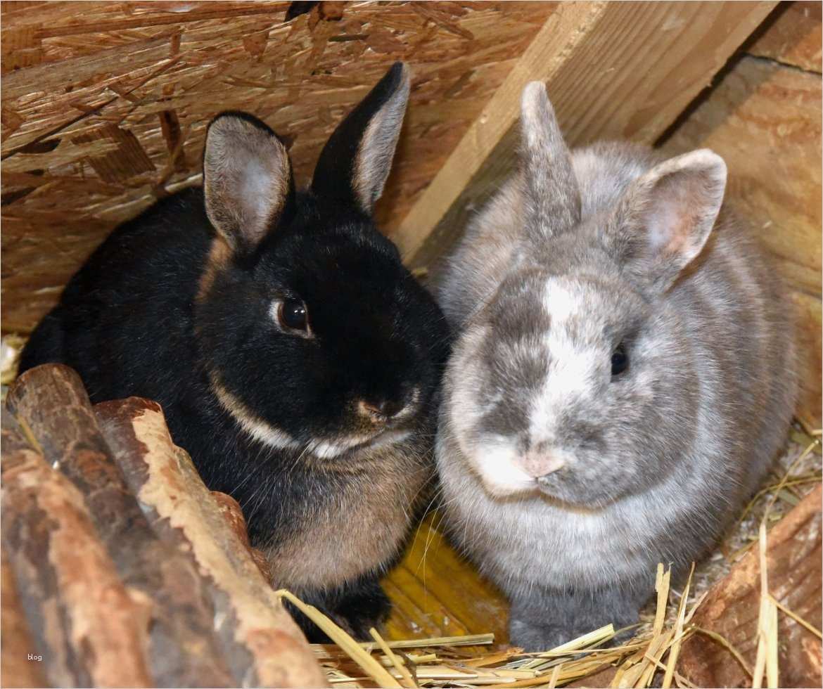 Kaninchen Zuchtbuch Vorlage Großartig Niedlich Kaninchen Vorlagen Fotos Entry Level Resume