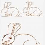 Kaninchen Zuchtbuch Vorlage Neu Kaninchen Zeichnen