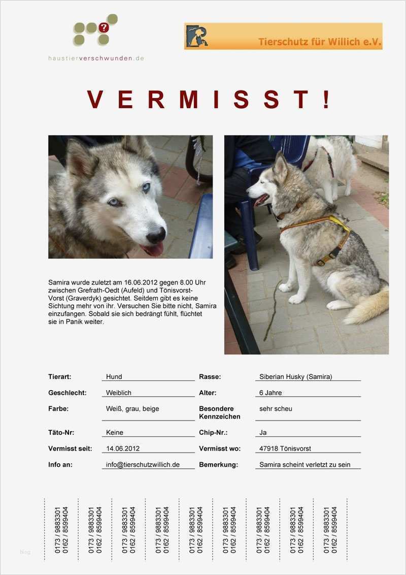 Katze Entlaufen Flyer Vorlage Schön Samira Wird Vermisst Erledigt