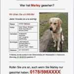 Katze Vermisst Flyer Vorlage Einzigartig Wenn Der Hund Weg ist &amp; Vermisst Wird Meine Tipps