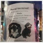 Katze Vermisst Flyer Vorlage Erstaunlich Großzügig Haustier Verloren Vorlage Bilder Bilder Für